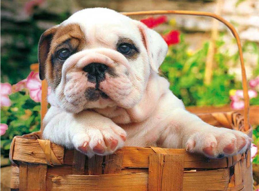 🔥Realistic Bulldog Happy