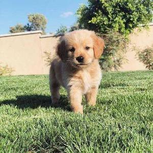 Realistic Golden Retriever Puppy Hunde