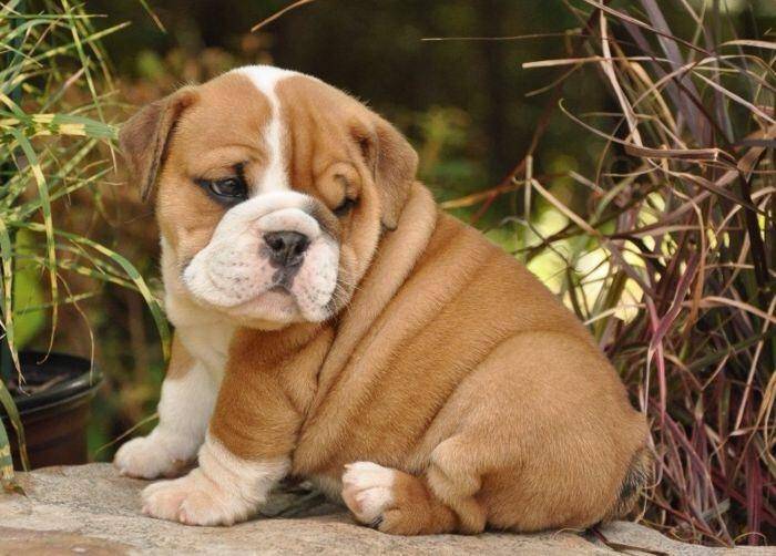 🔥Realistic Bulldog Happy