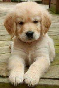 Realistic Golden Retriever Puppy Hunde