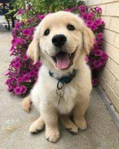 Realistic Golden Retriever Puppy Hunde