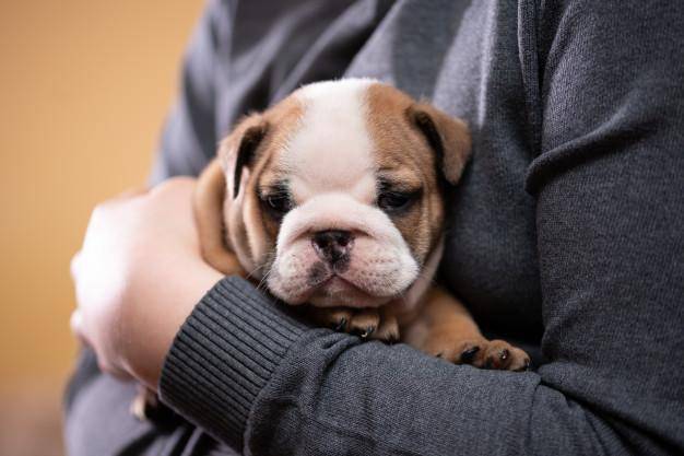 🔥Realistic Bulldog Happy
