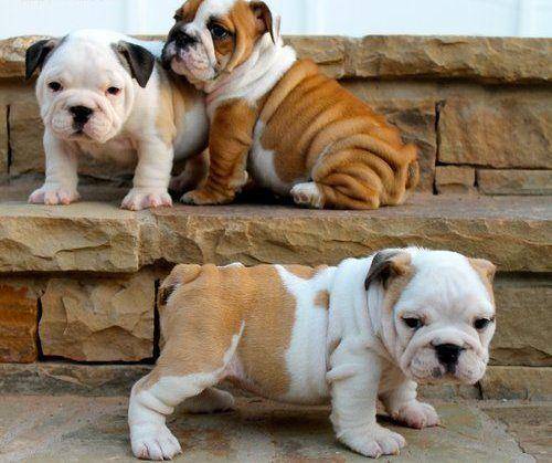 🔥Realistic Bulldog Happy
