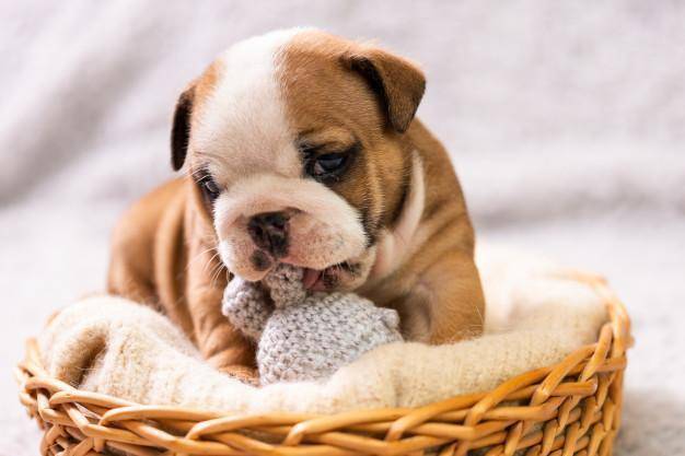 🔥Realistic Bulldog Happy