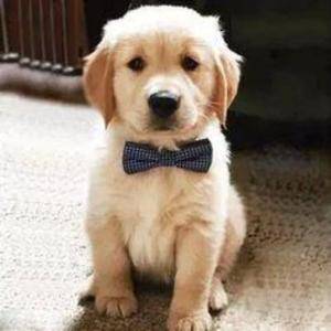 Realistic Golden Retriever Puppy Hunde