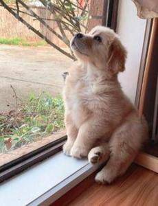 Realistic Golden Retriever Puppy Hunde