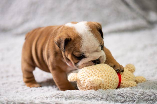 🔥Realistic Bulldog Happy