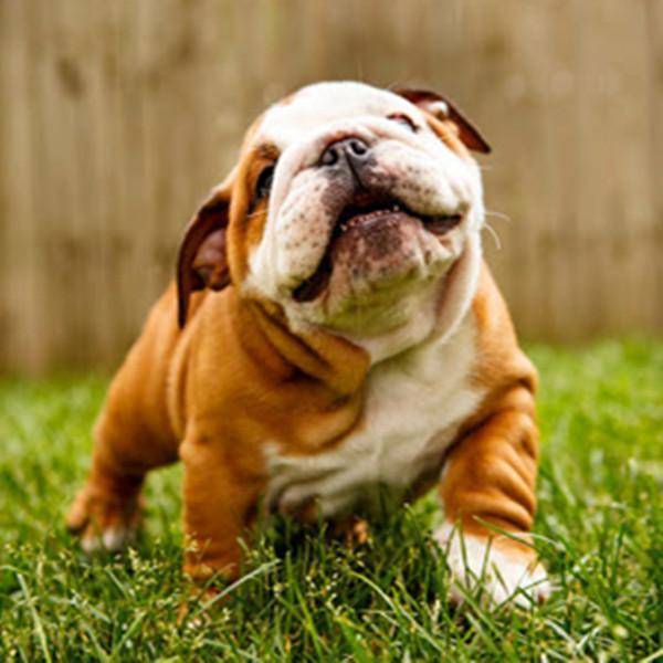 🔥Realistic Bulldog Happy