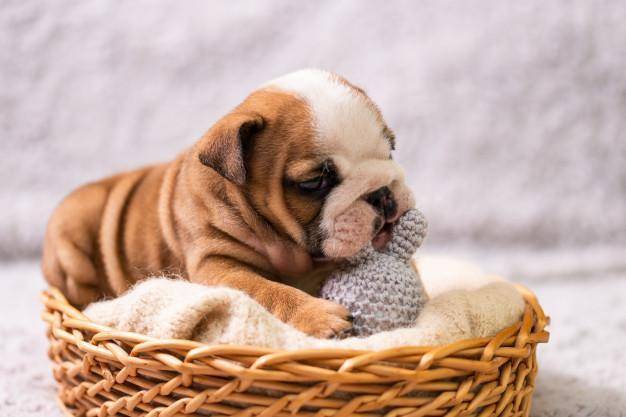 🔥Realistic Bulldog Happy