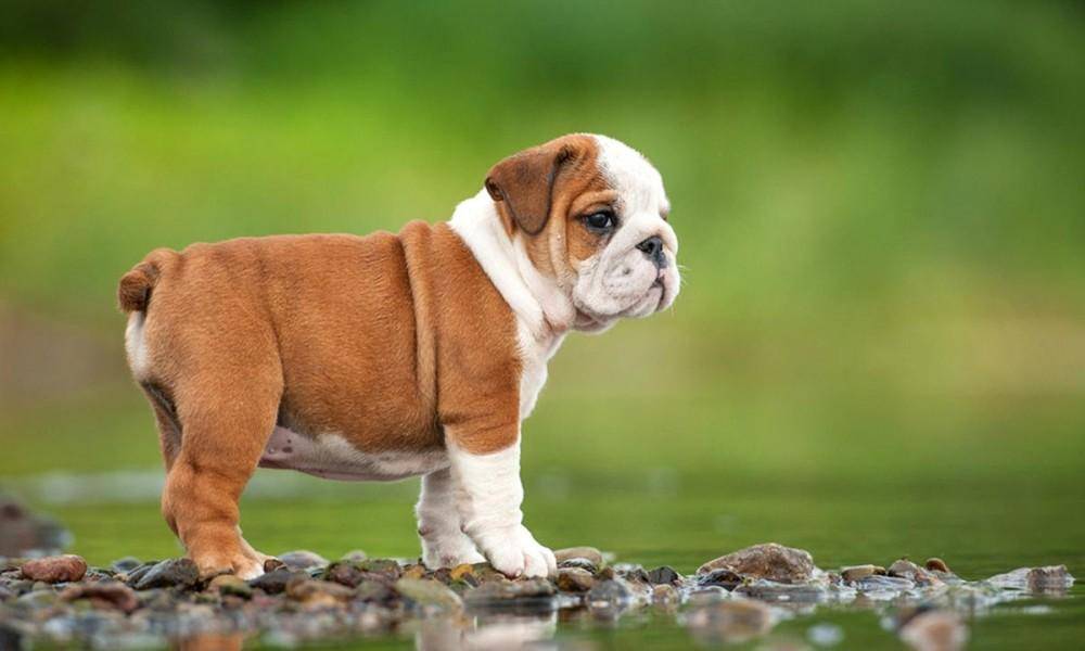 🔥Realistic Bulldog Happy