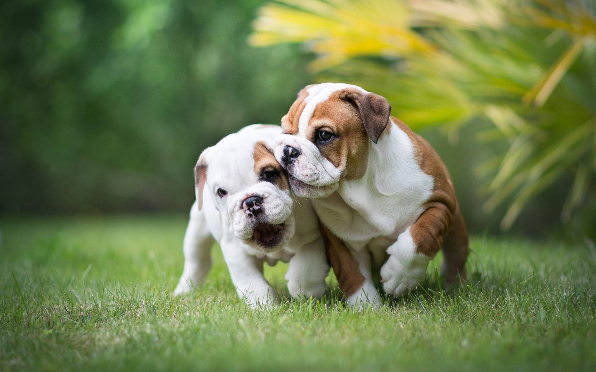 🔥Realistic Bulldog Happy