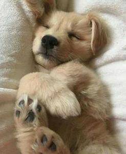Realistic Golden Retriever Puppy Hunde
